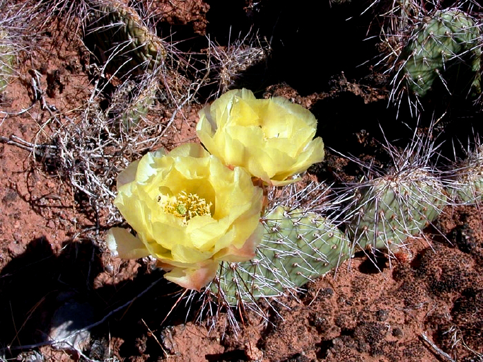 Cactus Flower Yellow